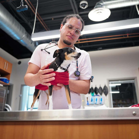 Is Pool Chlorine Safe for Dogs?