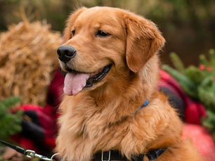 Are Poinsettias Poisonous to Dogs?