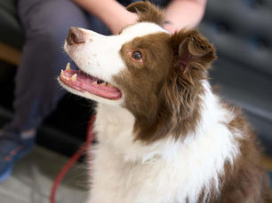 Boating Safely with Your Dog