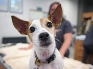 Do Dogs Get Headaches?