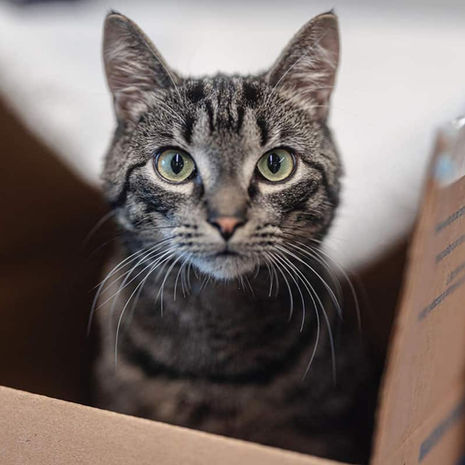 5 Possible Reasons Your Cat is Having Trouble Breathing