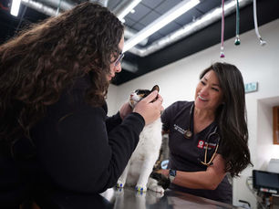 My Cat Has Diarrhea - Should I Call the Emergency Vet?