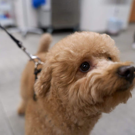 10 Tips for Protecting Your Dog from Hypothermia in Winter