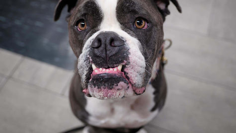 A brown and white dog shows their bottom teeth. 