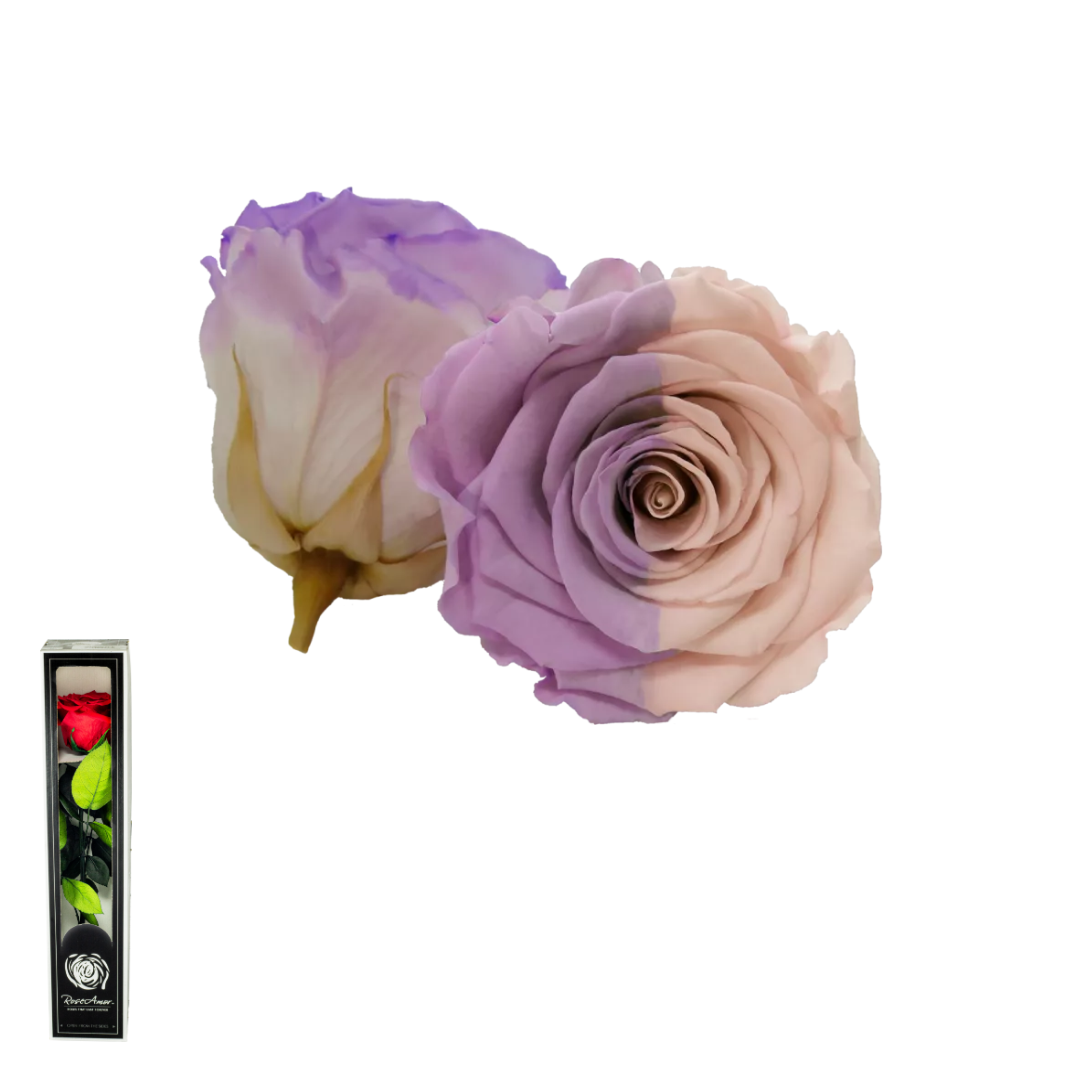 TALLO VIOLETA Y ROSADO