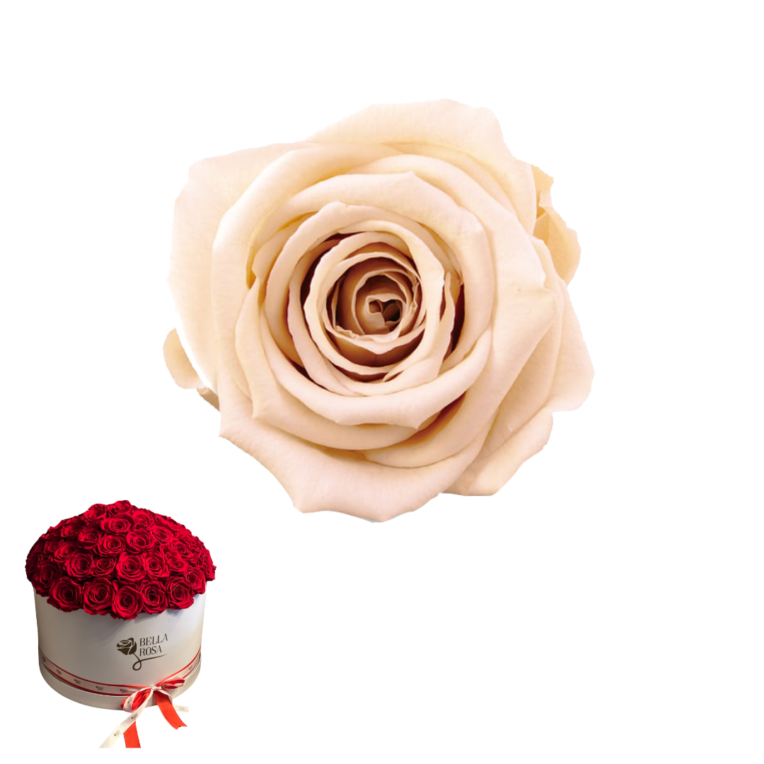 ARREGLO 50 ROSAS BEIGE