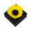 Miniatura: GB3 GIRASOL