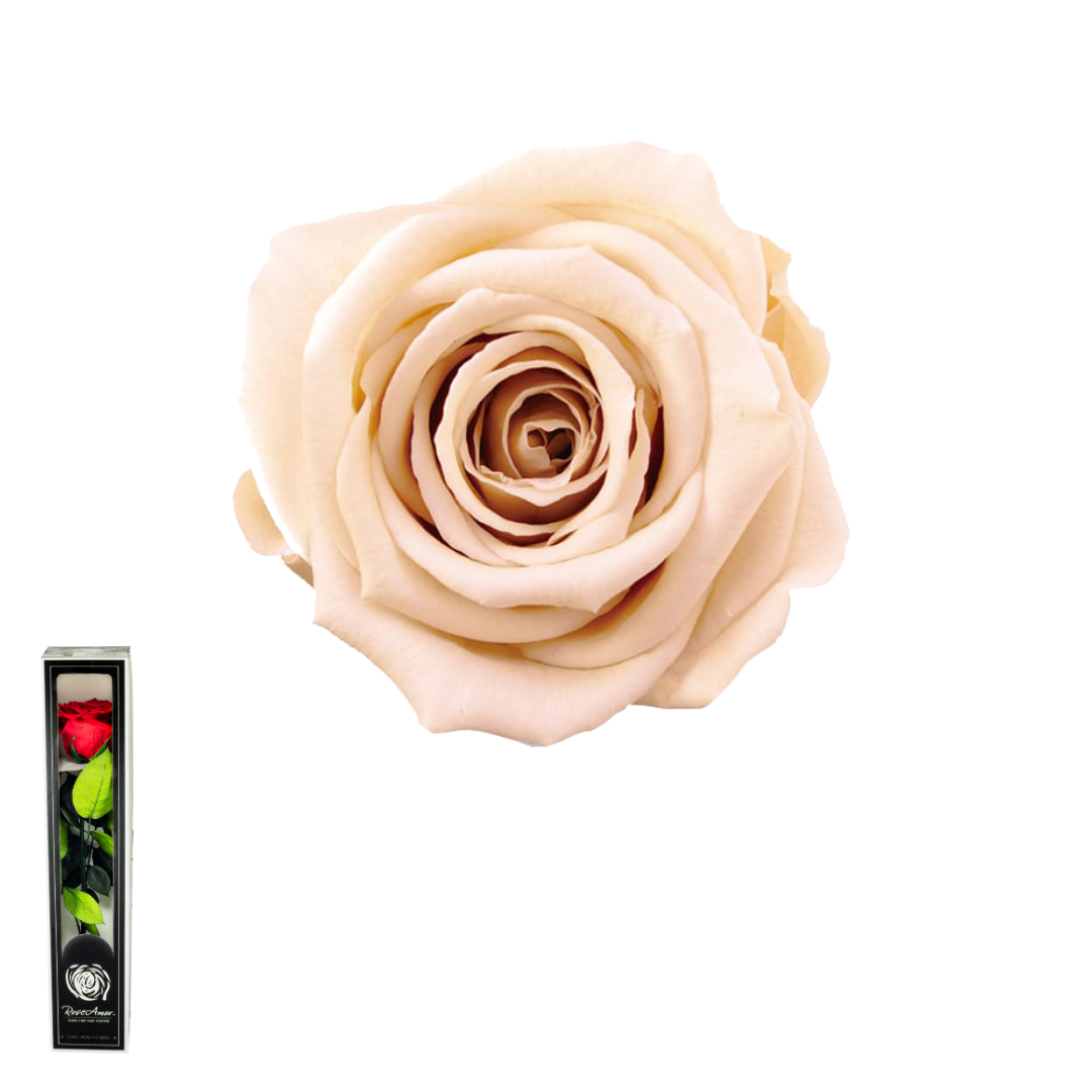 TALLO BEIGE