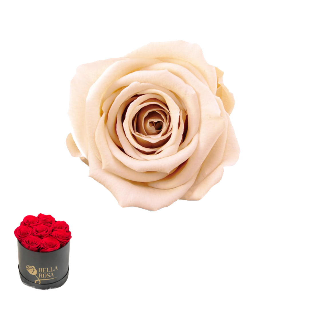 ARREGLO 8 ROSAS BEIGE