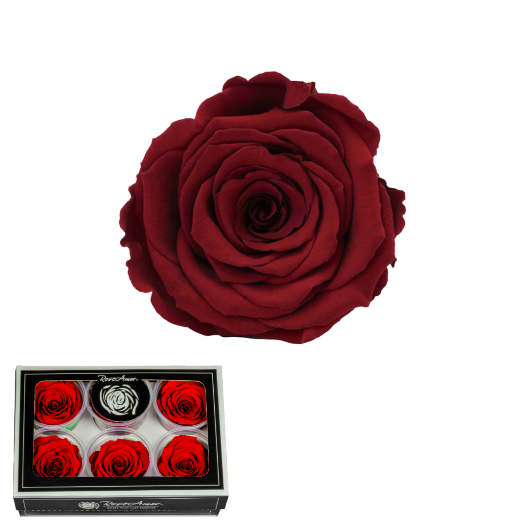 XL ROJO 01