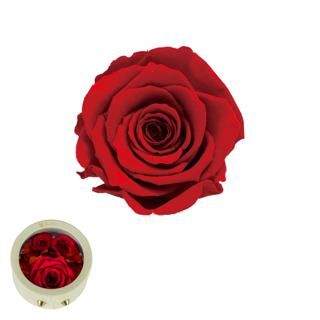 GB9 ROJO 02 CUERINA BLANCA