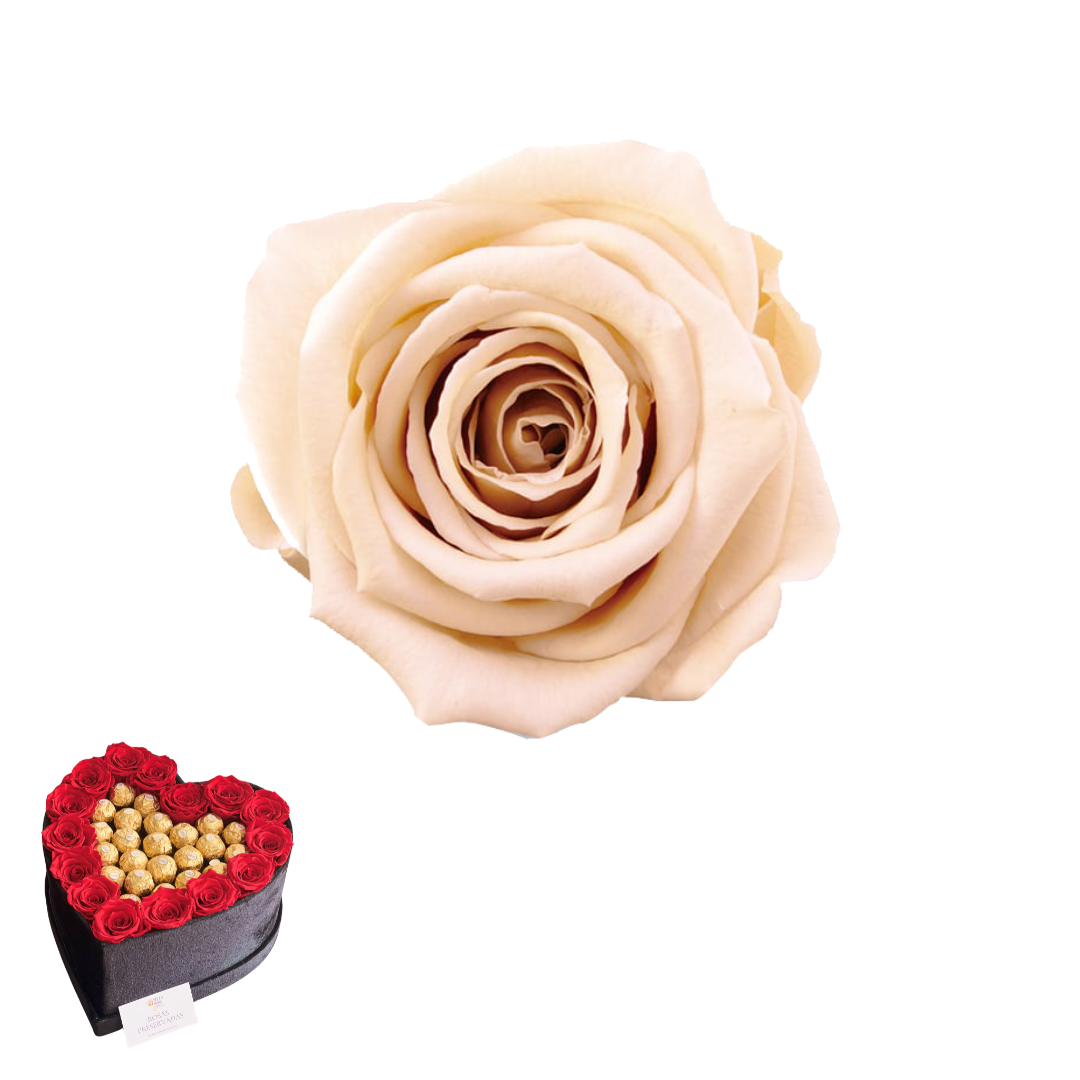 ARREGLO 15 ROSAS BEIGE