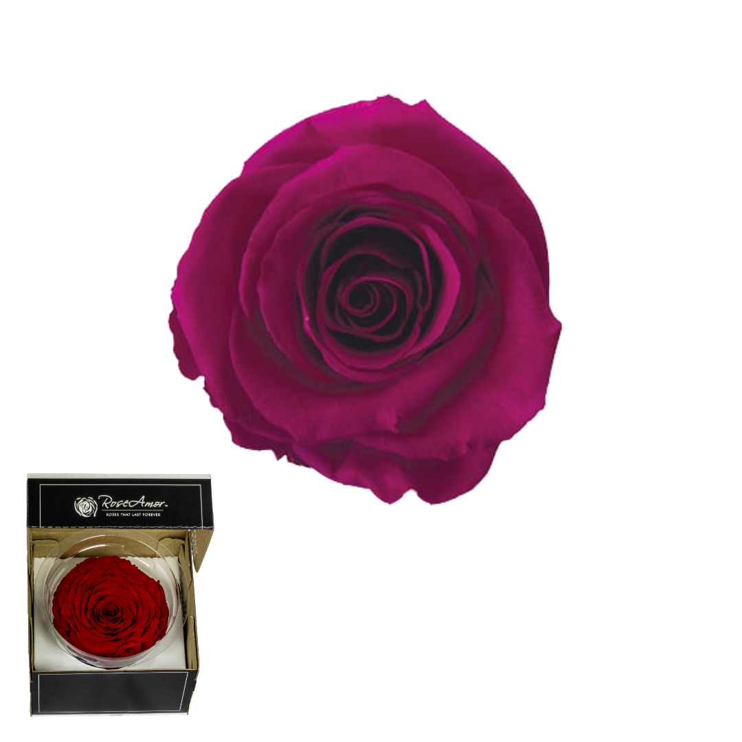 XXL ROSADO 05
