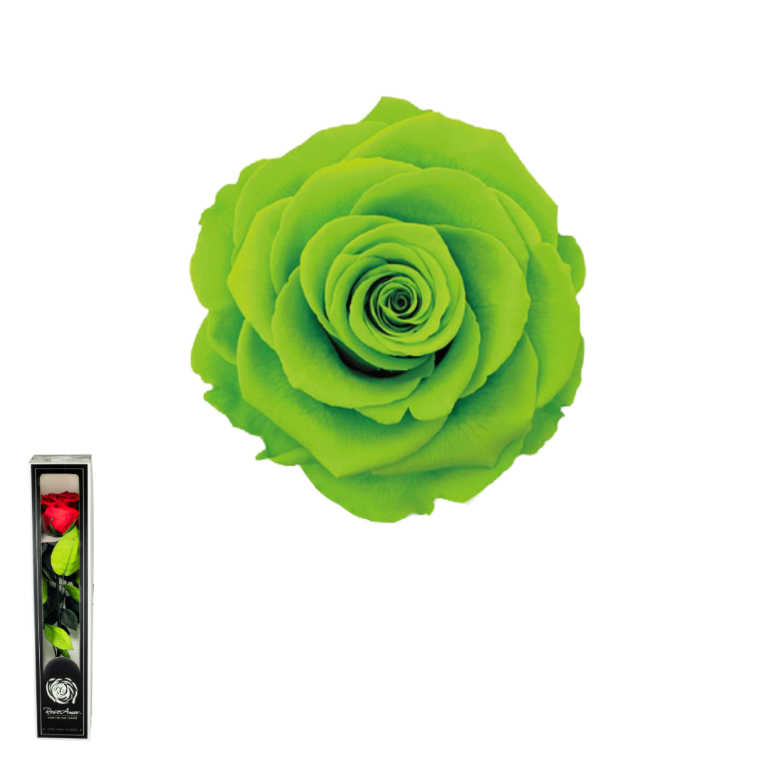 TALLO VERDE 05