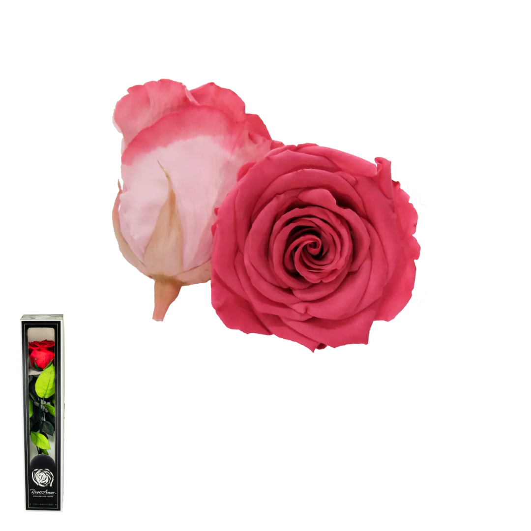 TALLO BICOLOR ROSADO