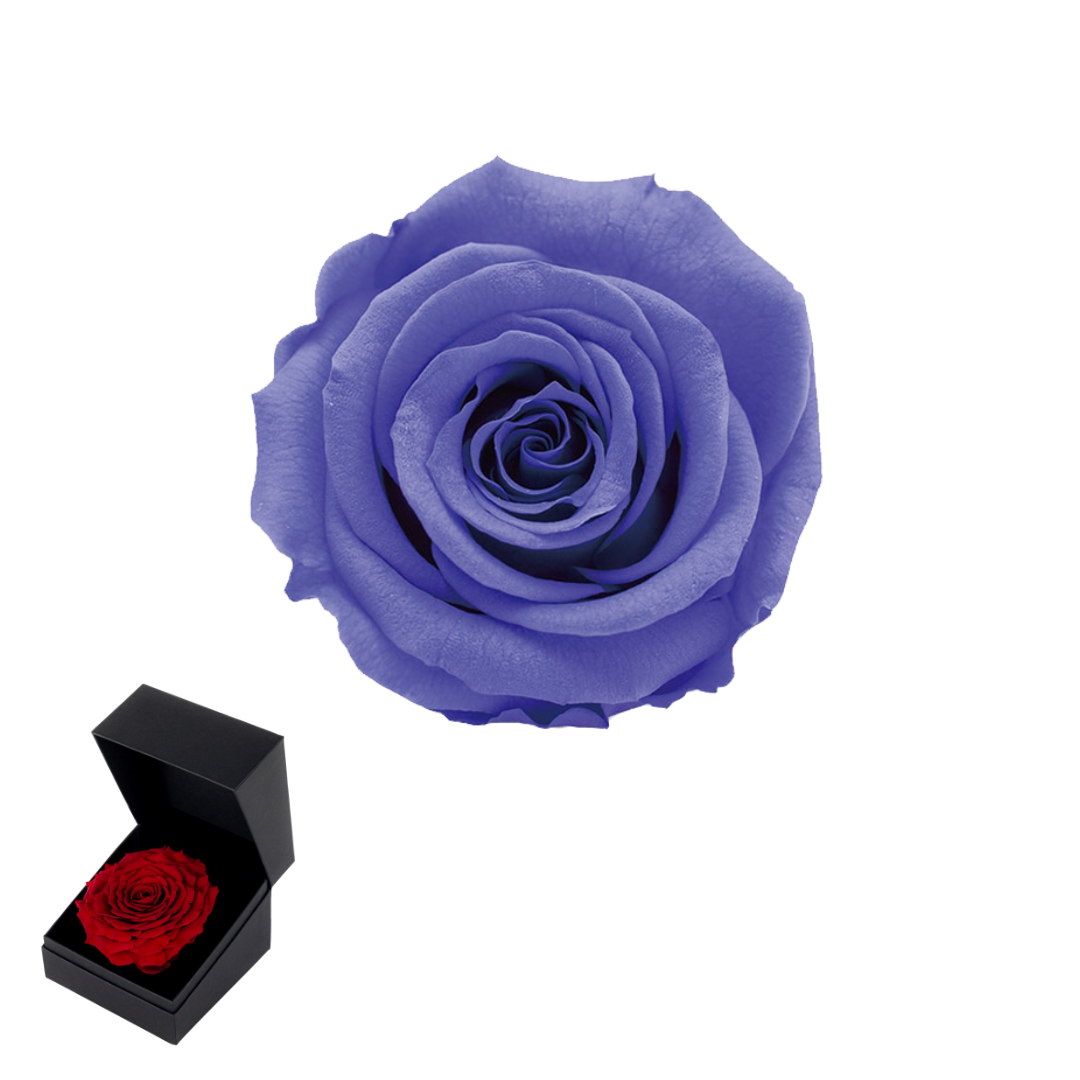 GB6 VIOLETA 01