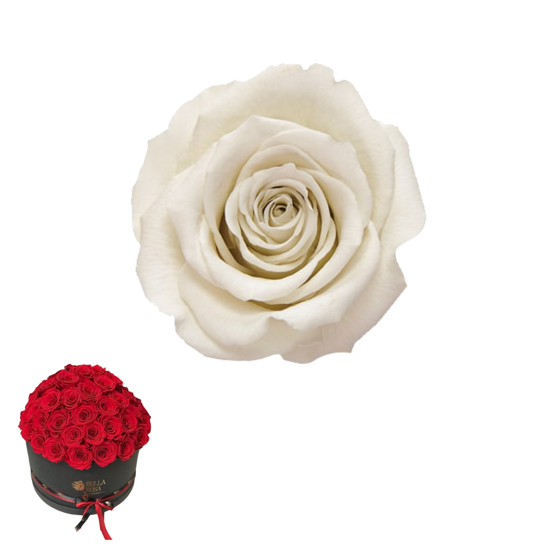 ARREGLO 50 ROSAS BLANCO 04