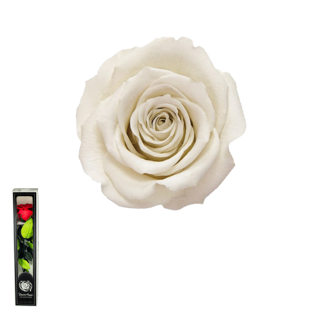 TALLO BLANCO 04