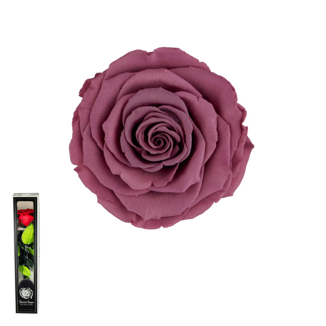 TALLO VIOLETA 02