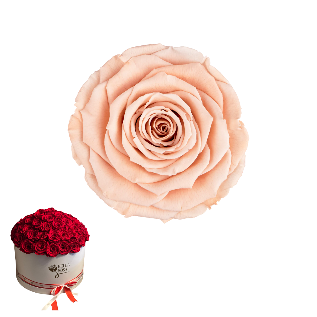 ARREGLO 50 ROSAS PEACH 01