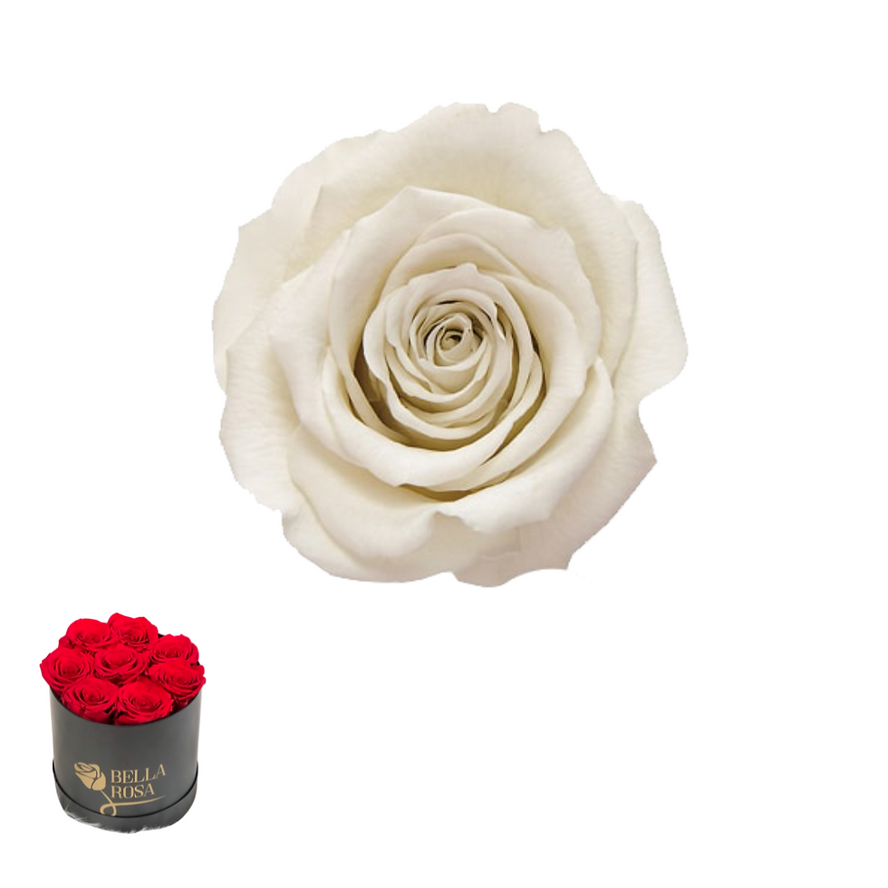 Miniatura: ARREGLO 8 ROSAS BLANCO 04