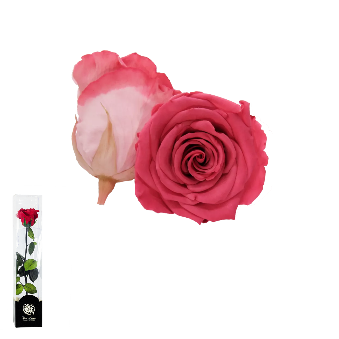 TALLO BICOLOR ROSADO