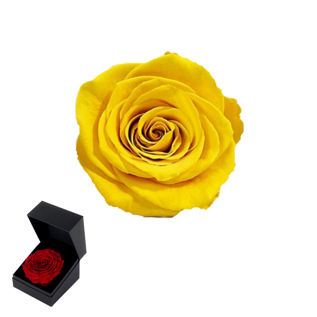 GB6 AMARILLO 02