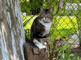 Orillia families shaken after coyote attacks leave pets injured, dead