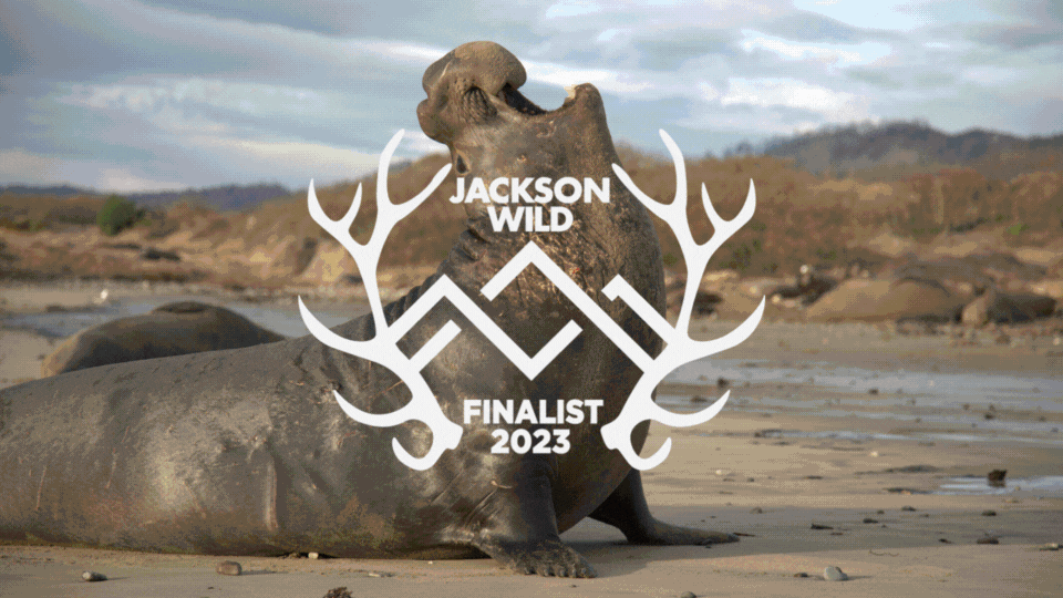 Just announced: 2023 Jackson Wild Media Awards Finalists