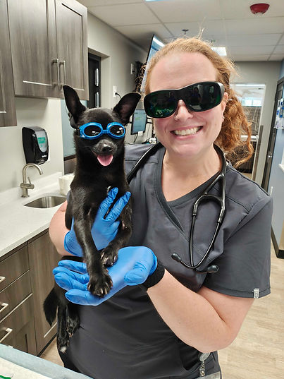 laser-therapy-for-pets