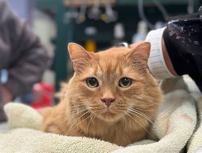 cat_veterinarian_new_jersey