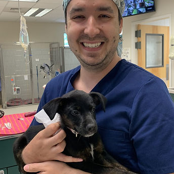 veterinarian_lambert