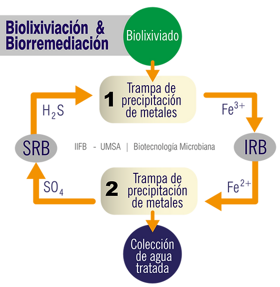 bacterias del hierro en el agua