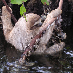 sloth (003).jpg