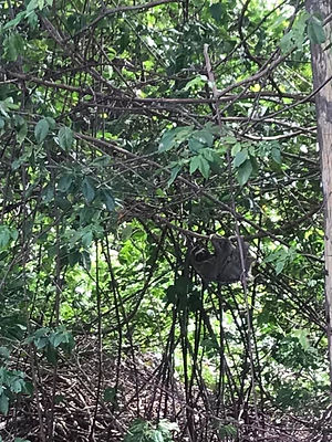 tree-sloth.jpeg