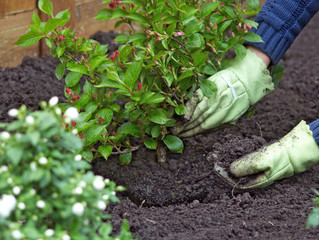 Ready...Set...Plant!