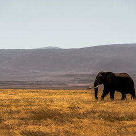 Afrika