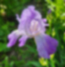 Spring Iris, 2026, Jane Elder