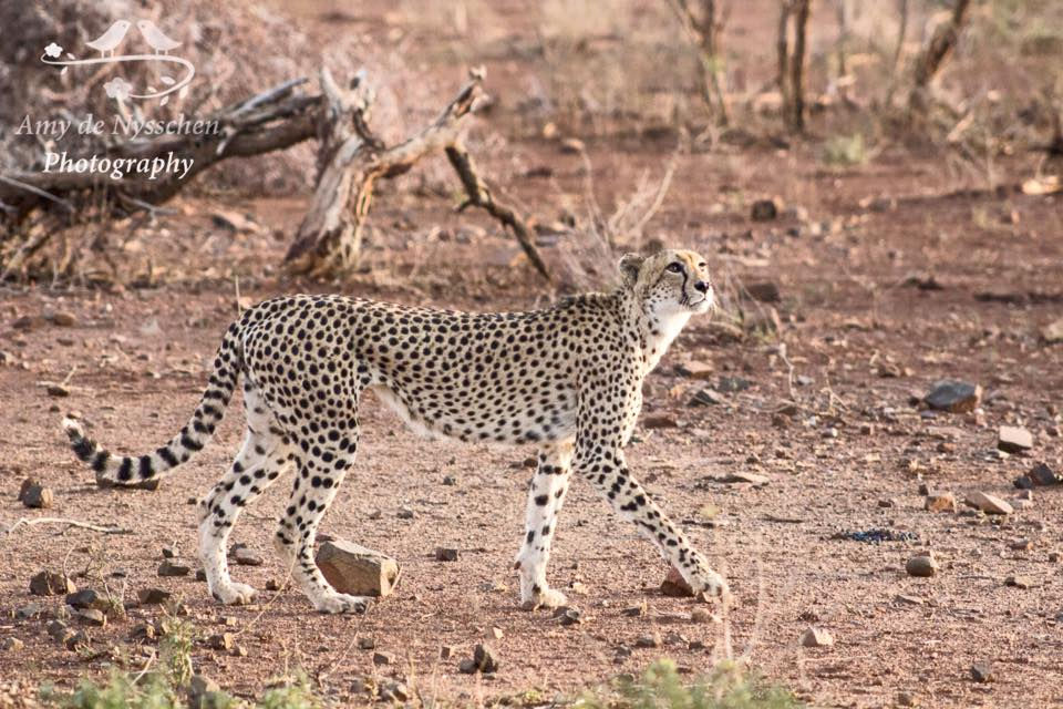 12573936_1725692977661137_8901681730401271198_n