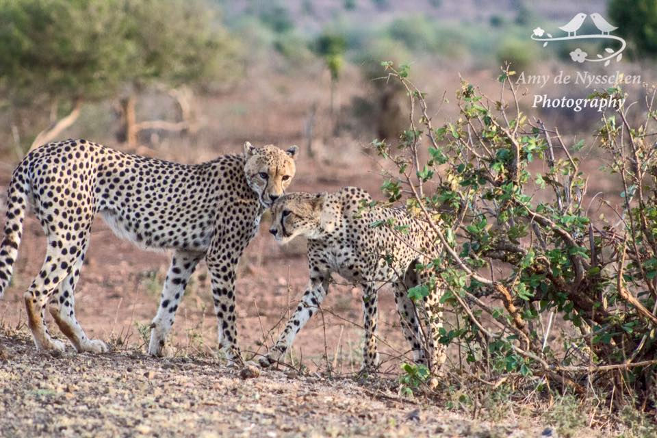 12540777_1725693014327800_3091092836324680453_n