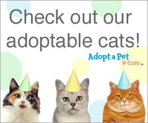 large_square_cats.gif