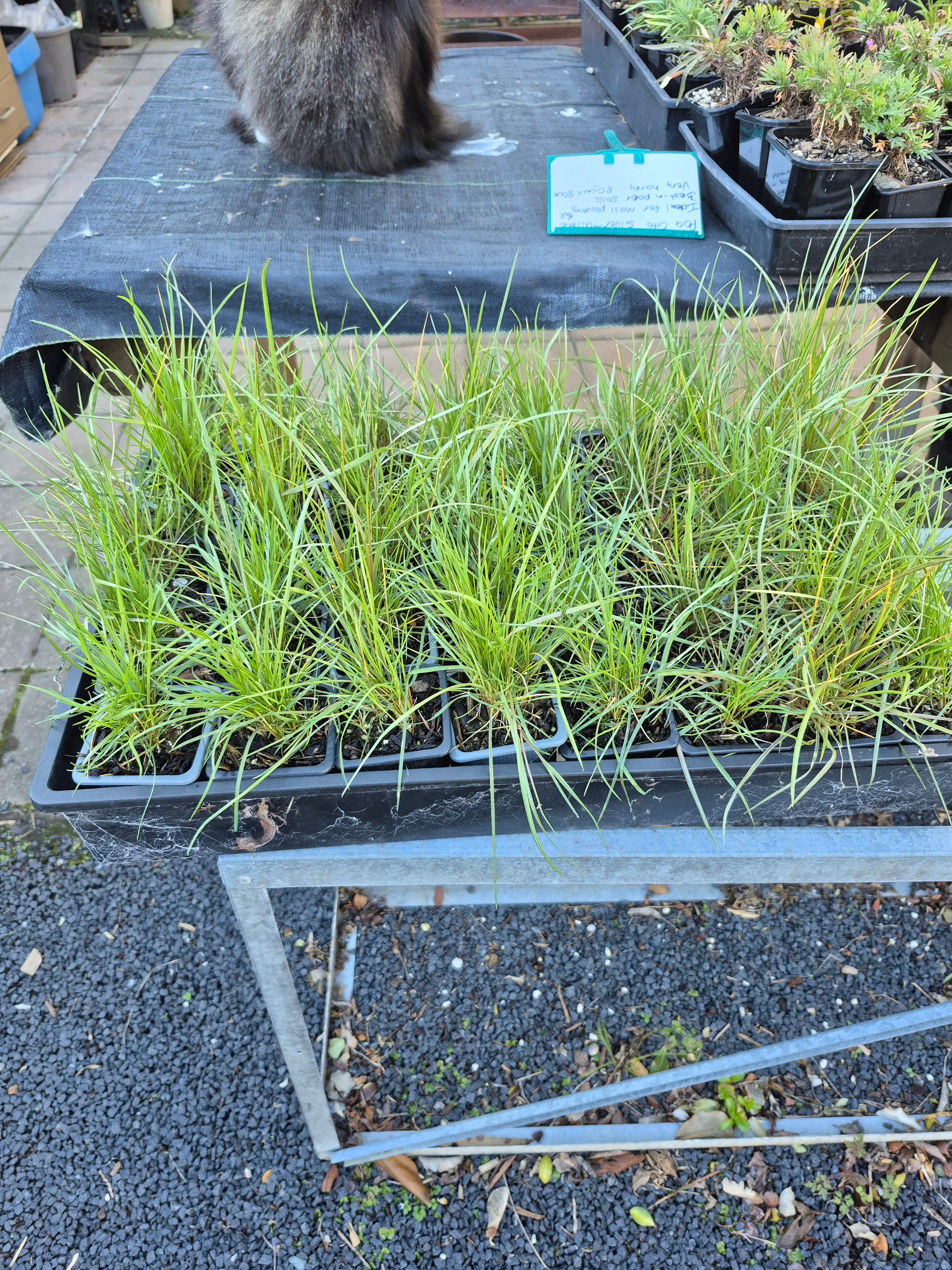 Poa Cita, Silver Tussock. Great for mass planting dry sites. Hardy.