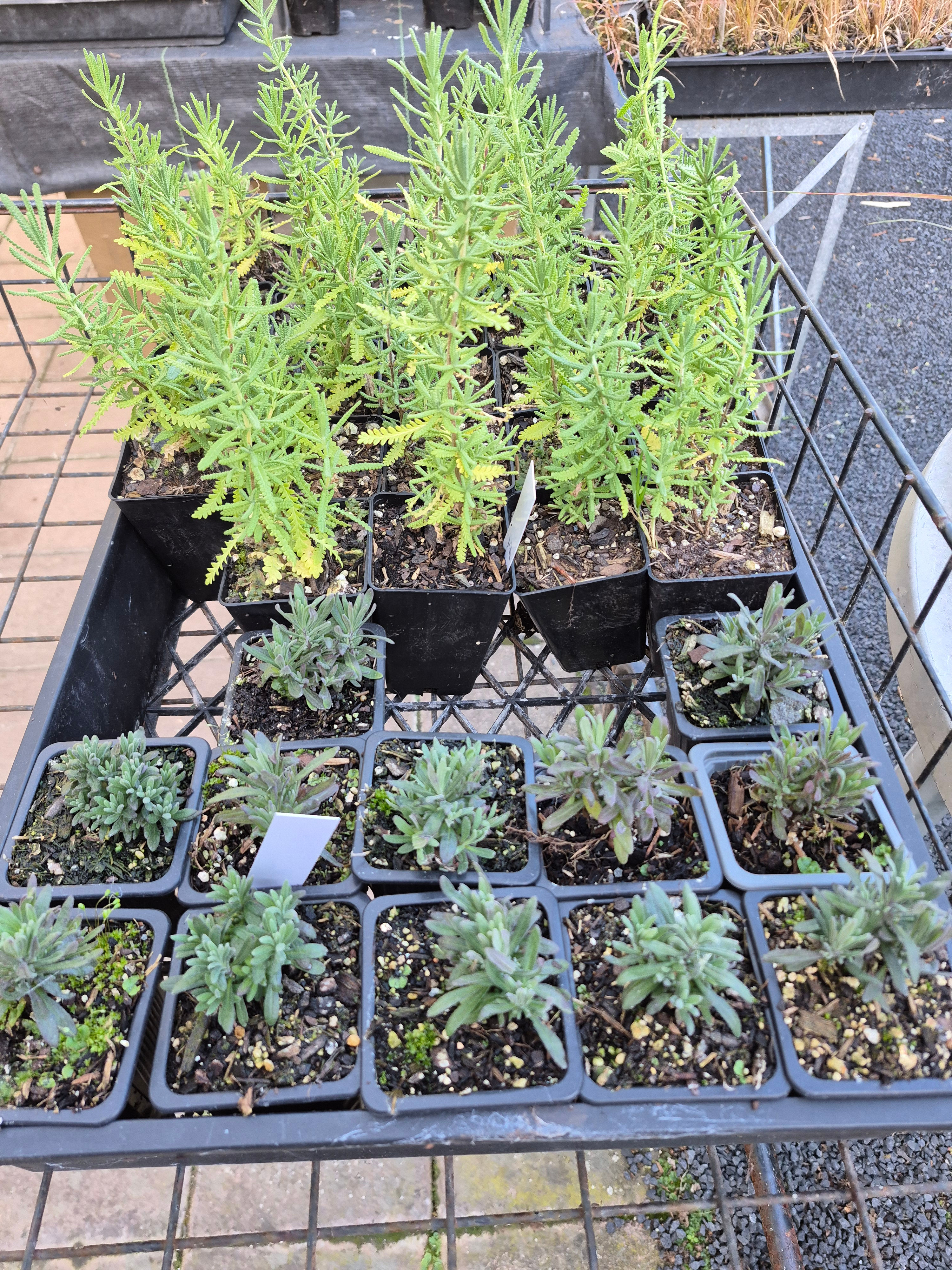 Lavender Dentata