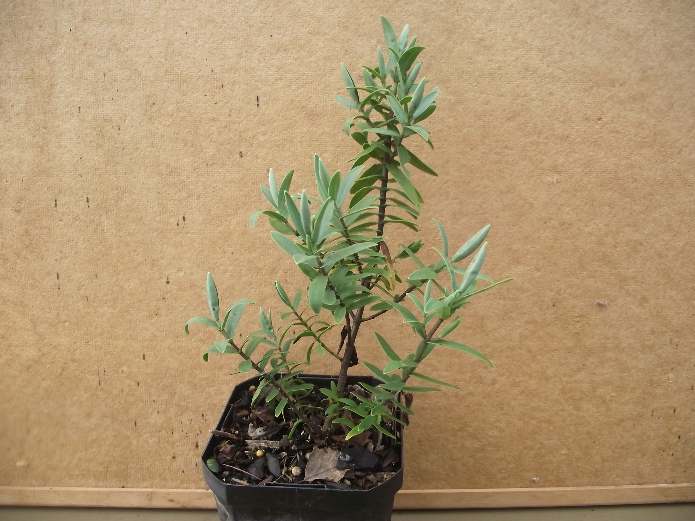 Hebe Recurva. White flowers Summer to Autumn