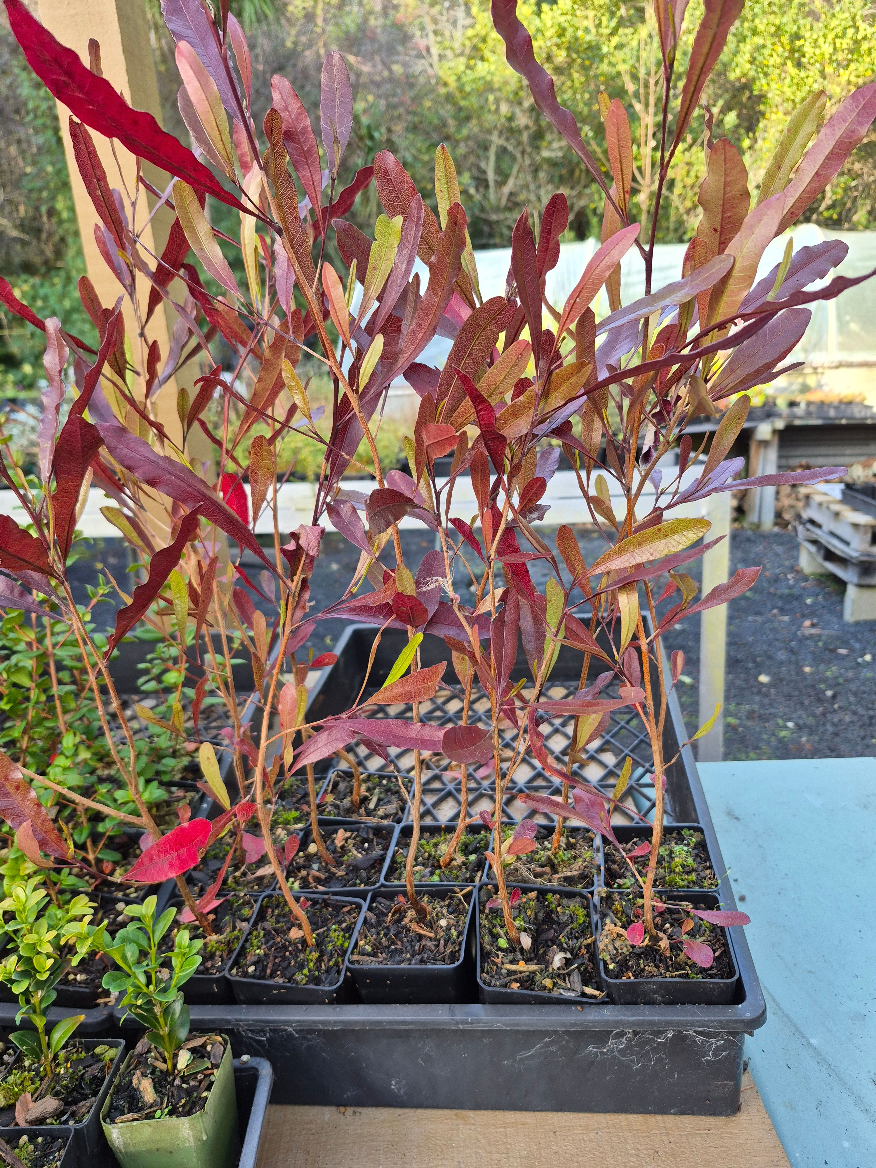 Dodonea Viscosa Purpurea. - Purple Ake Ake Very attractive tree, shrub or hedge.