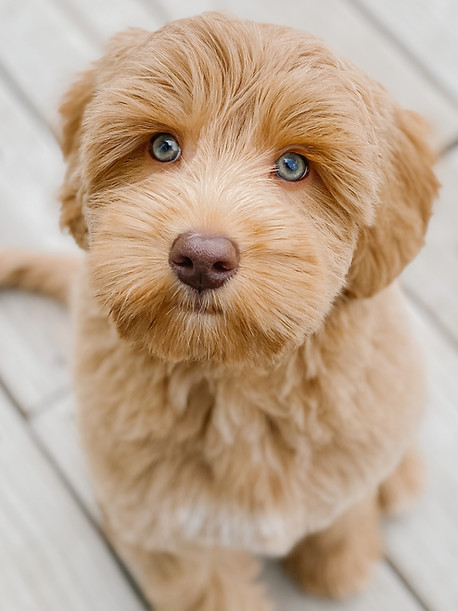 Michigan, Bunji Australian Labradoodles, bunji doodle, bunjidoodle, breeder