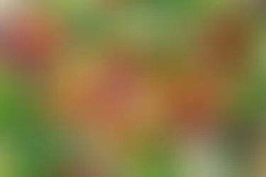 Qu'est ce que la naturopathie ?