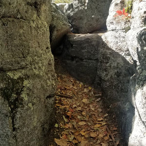 Berea College Forest - 2022