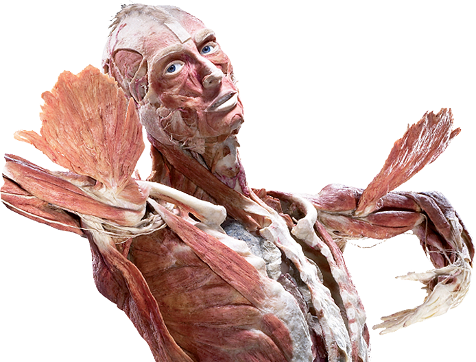 Corpo plastinado por Gunther von Hagens