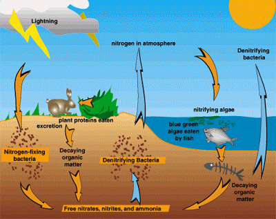 nitrogen-cycle.gif